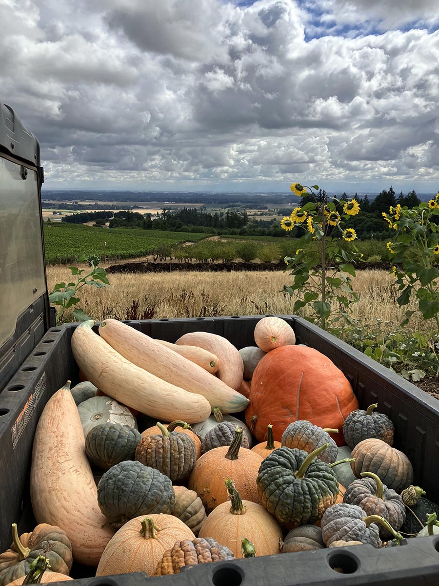 A truck bed full of fall squash from the Brooks Estate Garden.