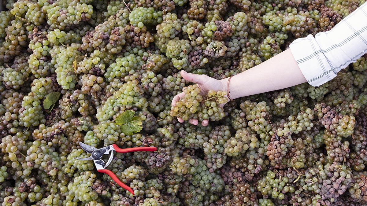 A hand grasps recently harvested Riesling grapes in a bin next to vine clippers. 