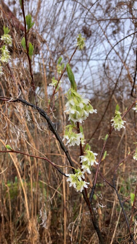 Flowers blooming at the end of winter in the Brooks Garden.