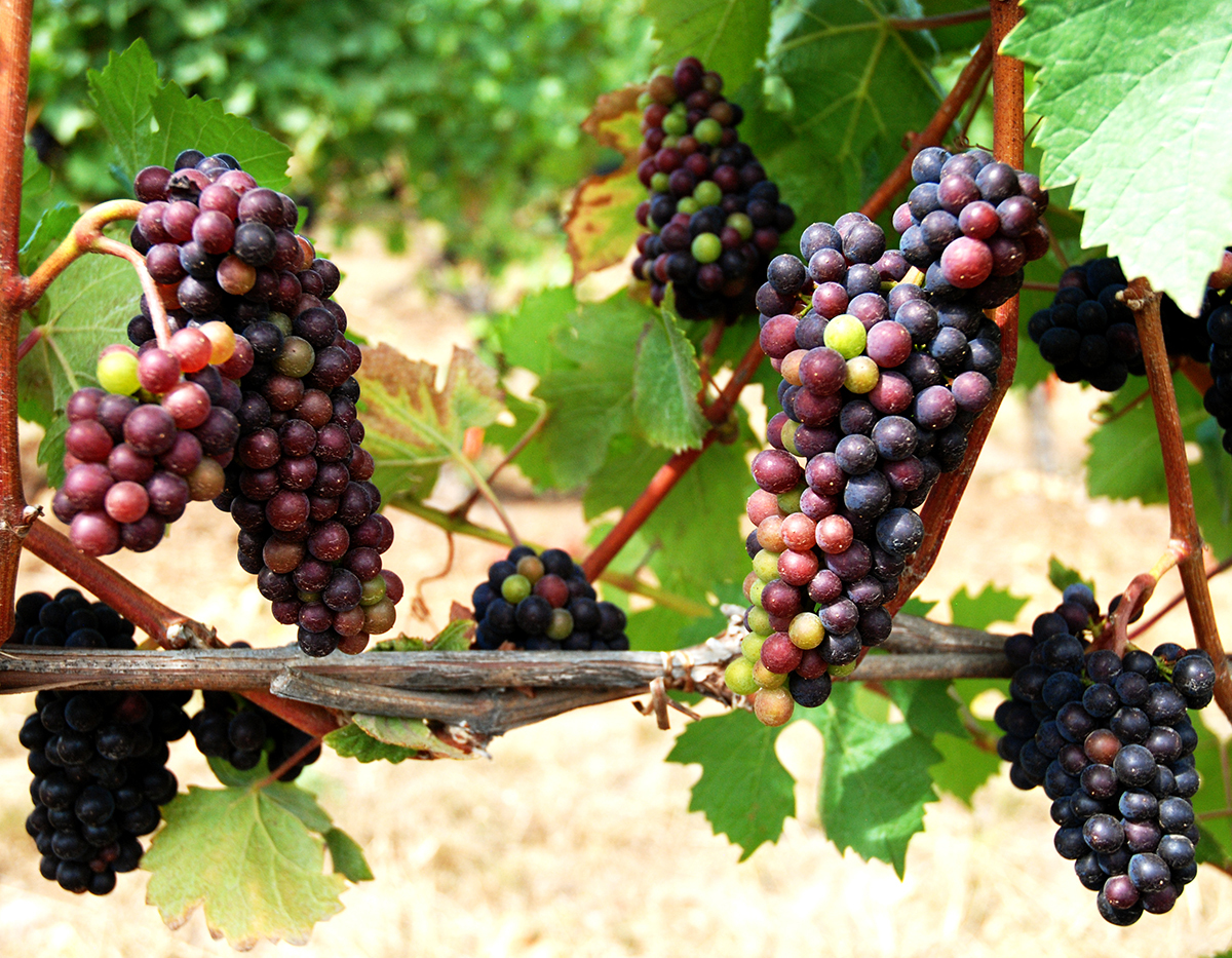 Several ripe clusters of Pinot Noir grapes hanging under the robust leaf canopy.