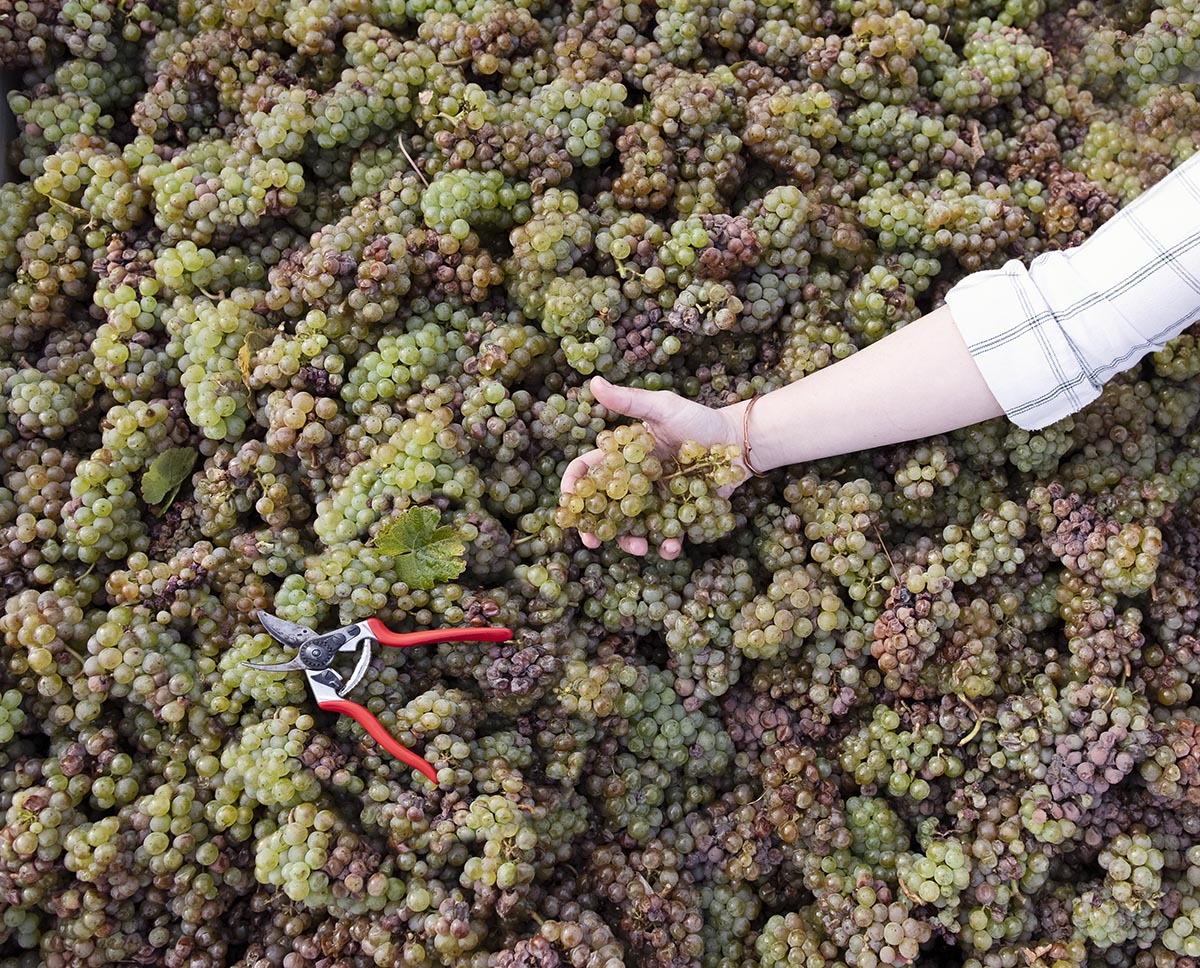 An overhead view of a 2-ton macro filled with beautiful purple and orange Gewurztraminer grapes as a harvest worker sets down pruning sheers and holds out a cluster.