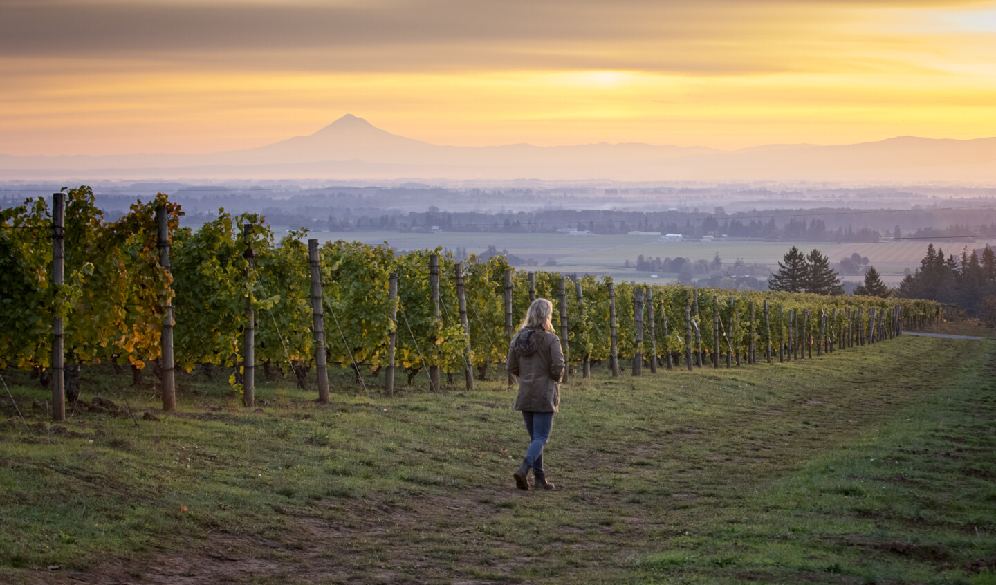 A woman walks through a bountiful vineyard at Brooks Estate as the sun rises.