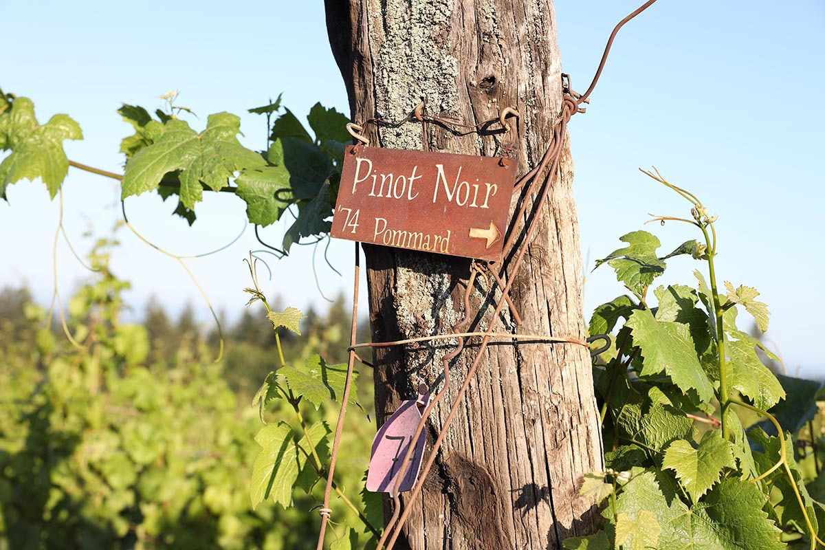 A rusted metal sign is hung on a wooden stake at then end of a vineyard row indicating that Oregon Pinot Noir is grown down this row of vines.