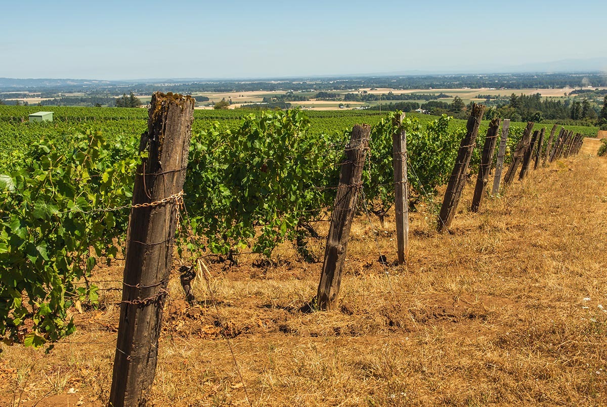 Rows of Pinot Noir grape vines rooted deeply within the volcanic soils of Oregon within the Pacific Northwest.