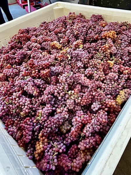 Freshly harvested grapes from Southern Washington vineyards within the Columbia Gorge AVA. 