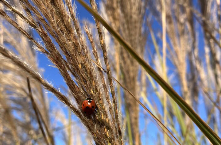 A close up image of a grain stalk with a red ladybug, which are highly beneficial garden insects known for sustainable pest control. 