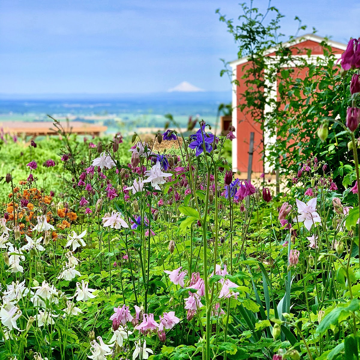 Wildflowers fill the garden at Brooks Estate