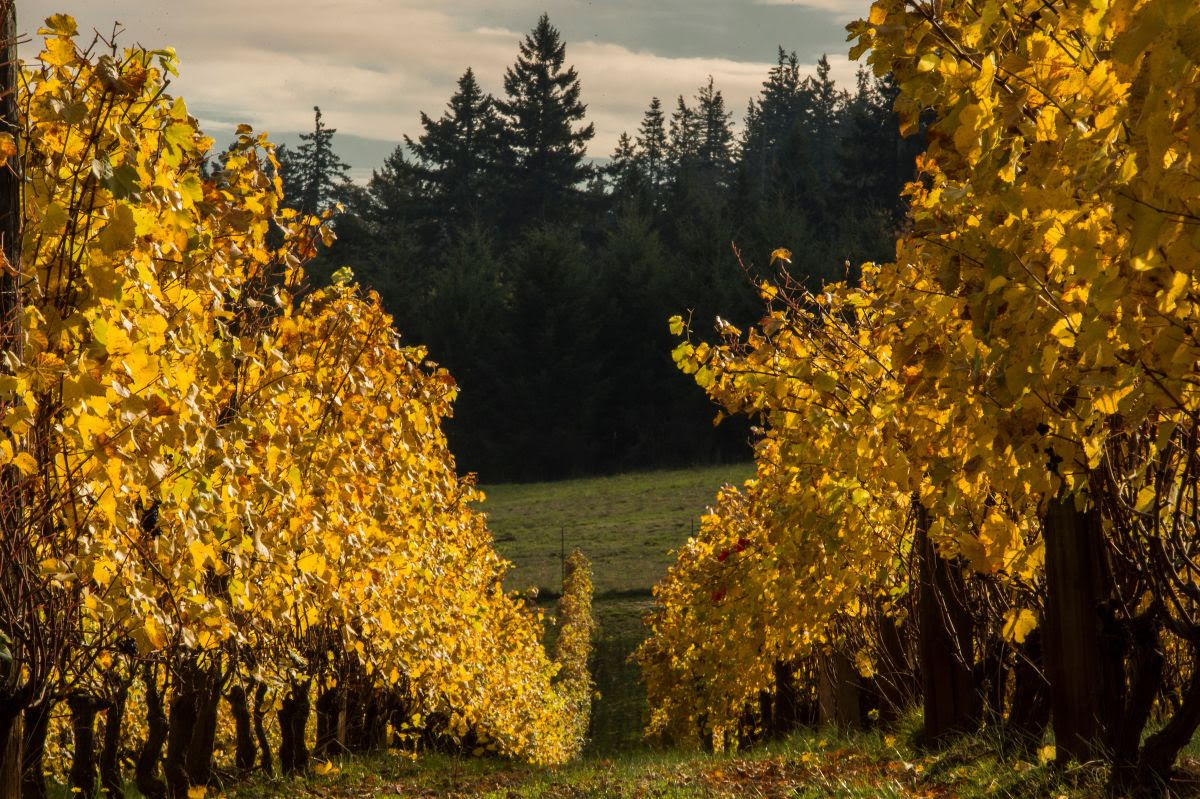 Vineyard image