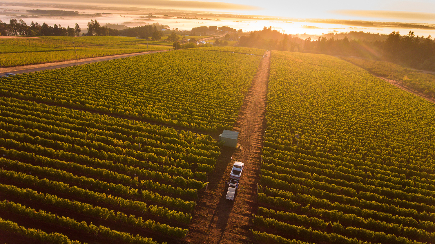 Vineyard photo